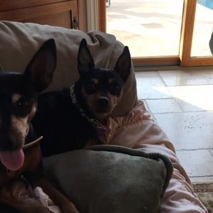 Meet your Posher, Lindsay